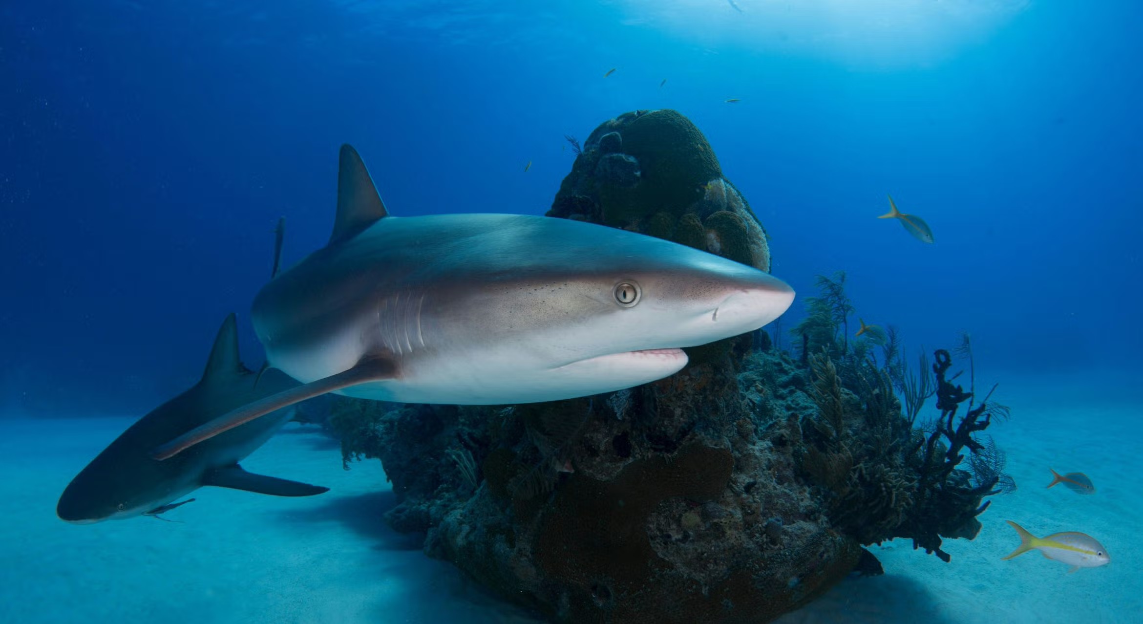 Two Caribbean reef sharks swim past a coral-covered rock over a sandy seafloor.