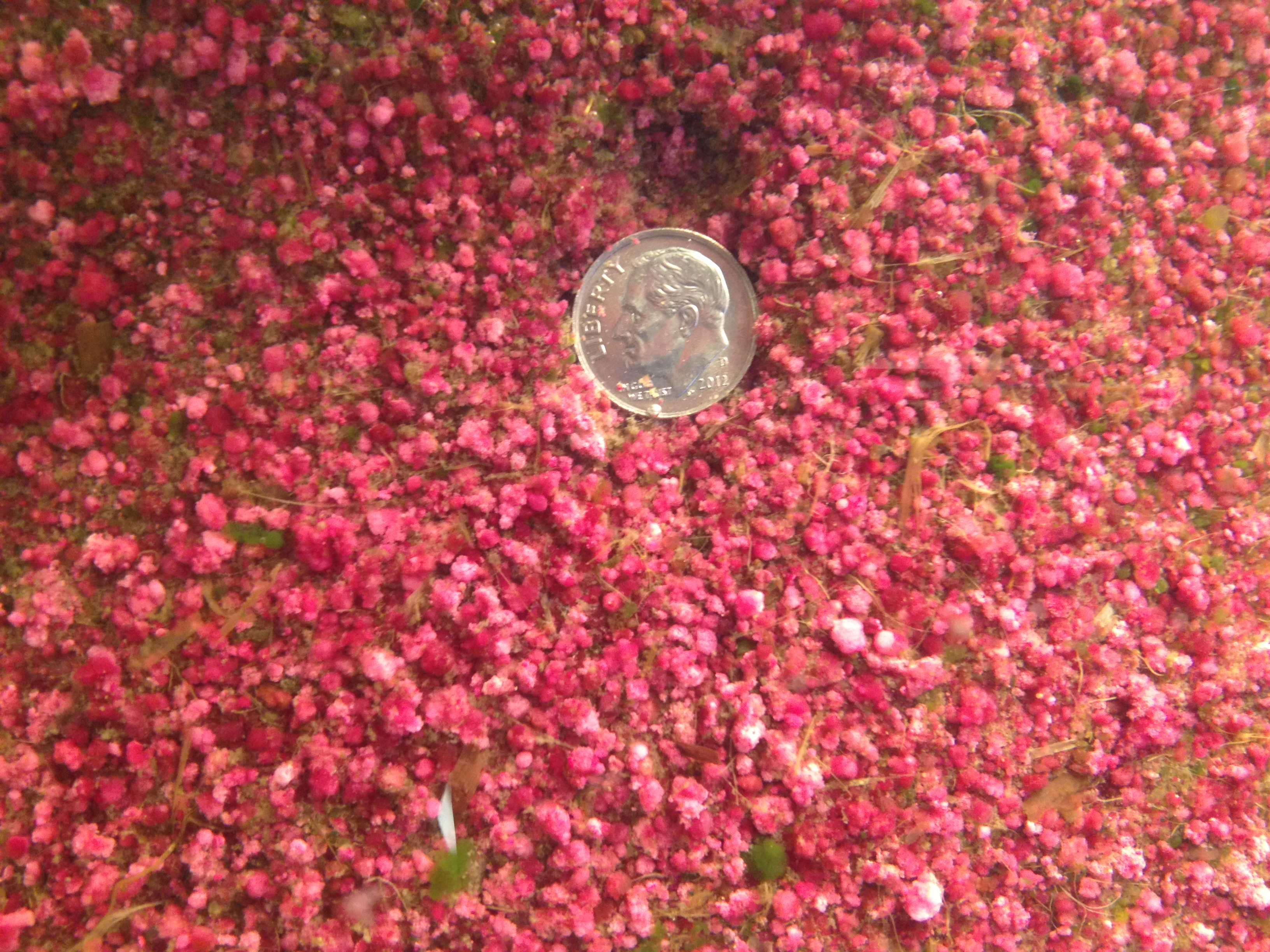 Bright pink bacterial biofilm clusters rest on dark sediment beside a dime for scale.