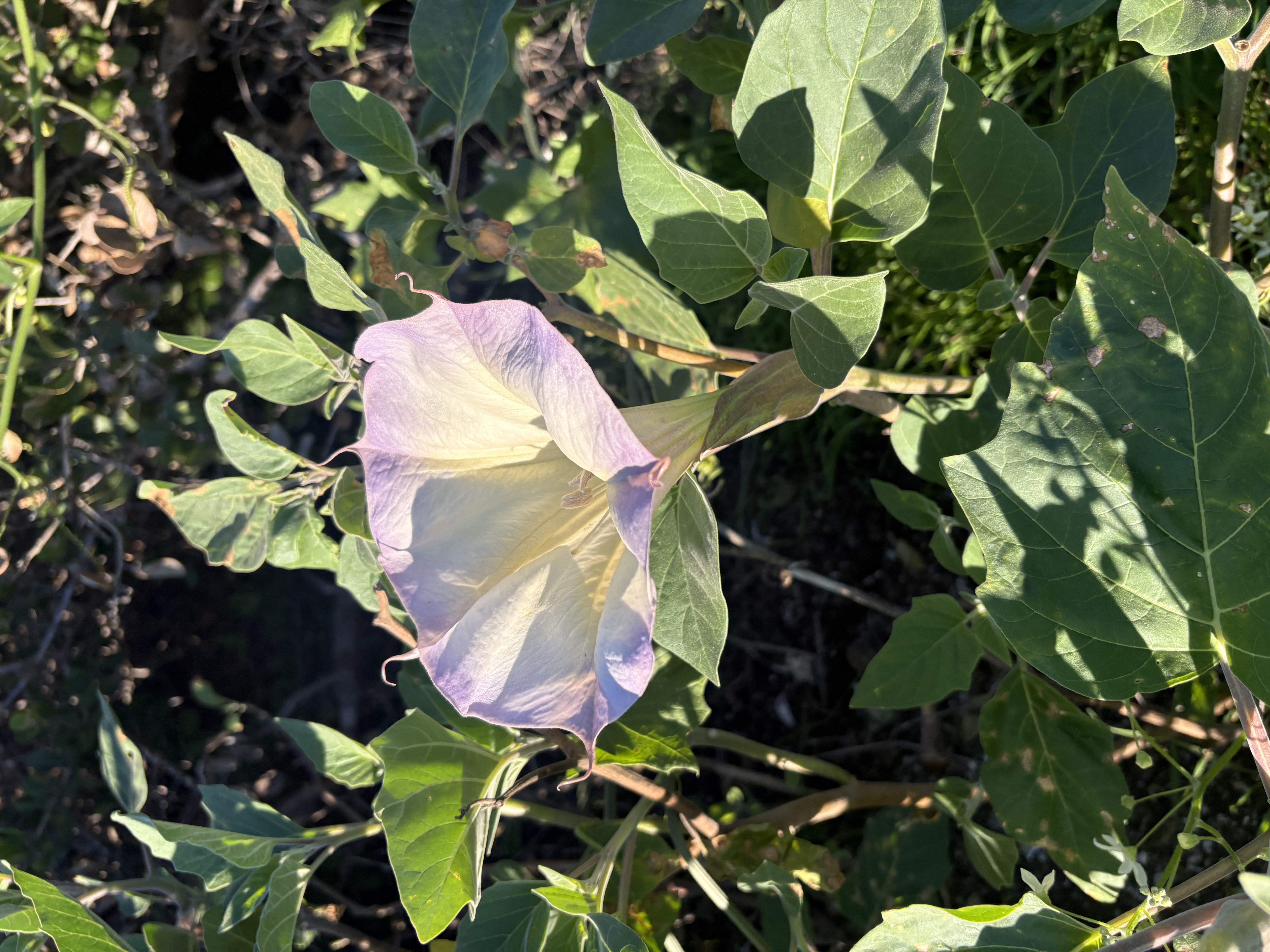 A close-up of a Datura wrightii flower blooming with light purple and white petals surrounded by green leaves in the field.