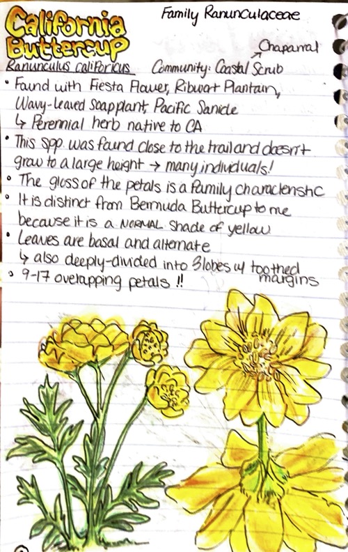 A page from Emely Valdez's field notebook showing a detailed yellow colored-pencil illustration of a California Buttercup with scientific field notes.