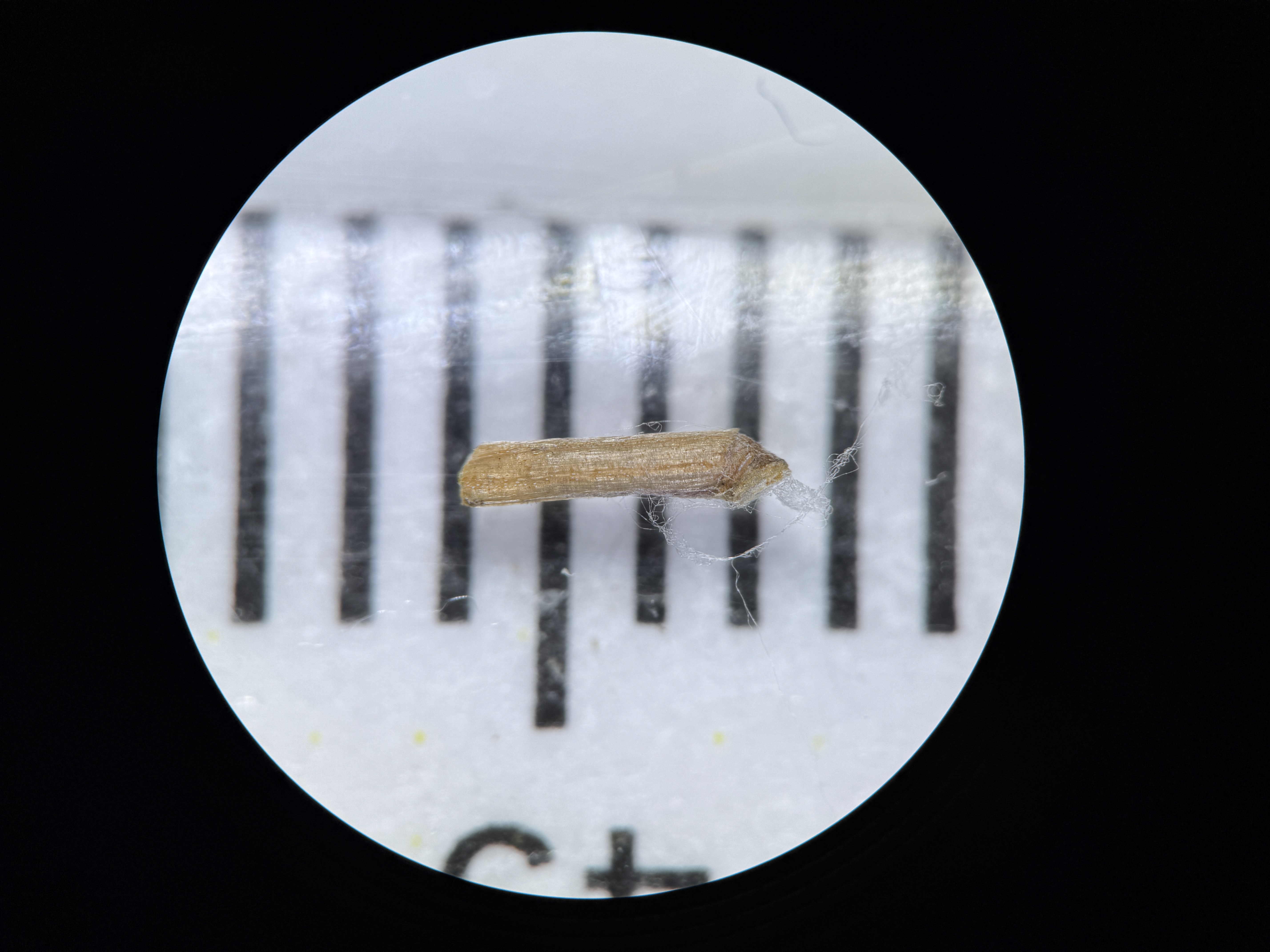 Microscopic view of a Larch Casebearer moth case, which resembles a tiny hollowed-out brown needle or twig, measured against a millimeter ruler.