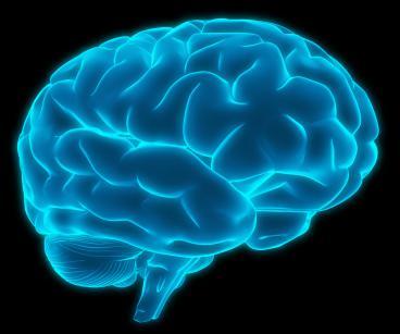 Psychological and Brain Sciences