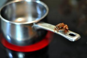 Frog on the handle of pot on burner