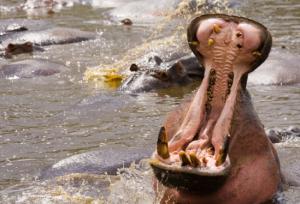The third largest mammal on Earth, hippos are distant relatives of whales.  Photo Credit: Jen Guyton 