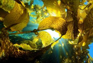 Ocean currents carry trillions of microscopic spores from one kelp forest to another. Photo Credit: MELISSA WARD