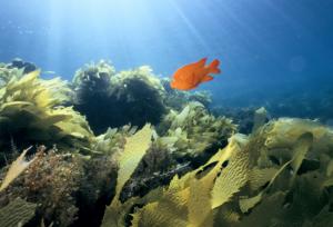 Garibaldi swimming in kelp