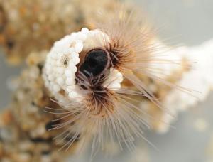 Sandcastle worm (Phragmatopoma californica) Photo Credit:  Fred Hayes