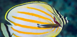 A bluestreak cleaner wrasse makes its living eating parasites off larger fish, such as this ornate butterfly fish. Photo by age fotostock/Alamy Stock Photo